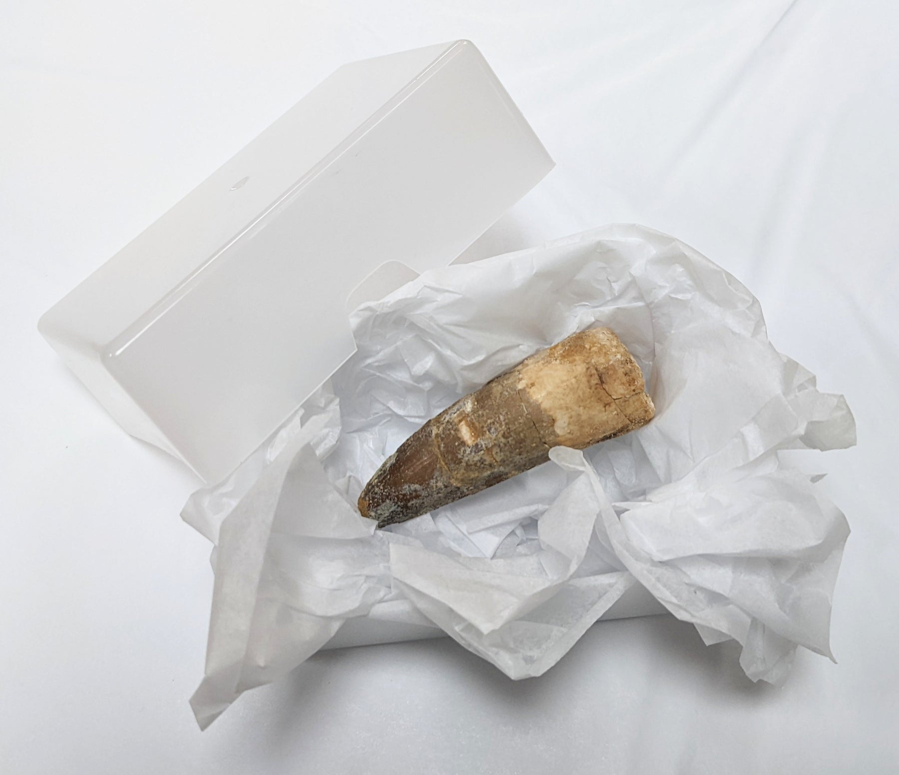 WestonBoxes & @mrwoodsfossils