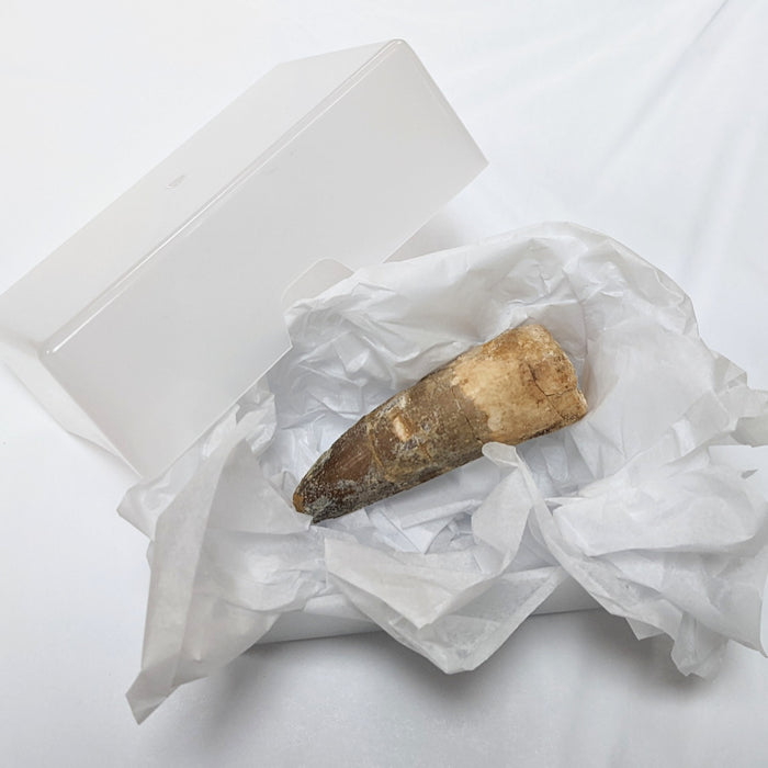 WestonBoxes & @mrwoodsfossils